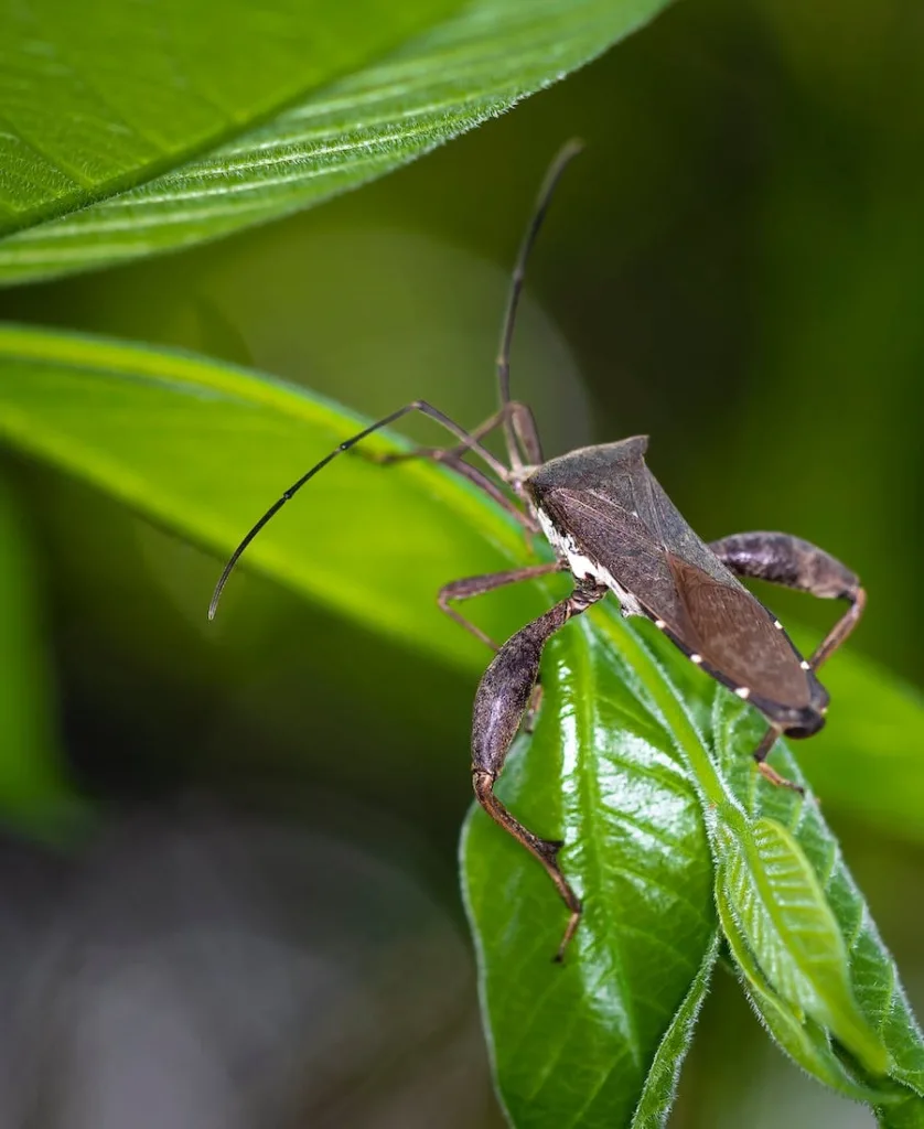 Stink Bug