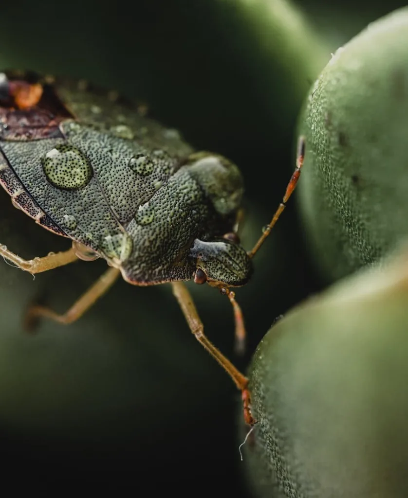 Stink Bug Spiritual Meaning