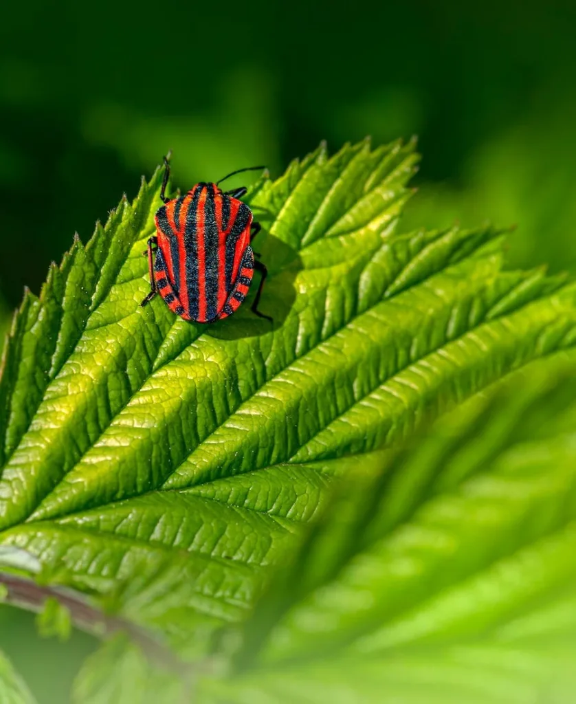 Stink Bug on leaf