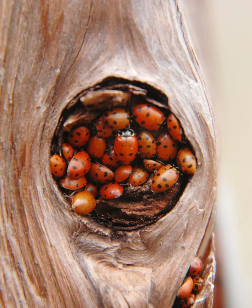 Swarm of Ladybugs Spiritual Meaning