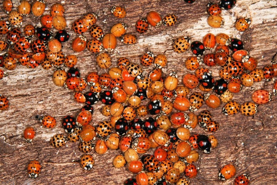 Swarm of Ladybugs Spiritual Meaning_ Unveiling the Symbolism