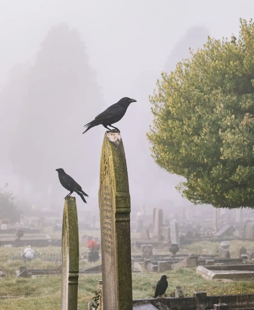 Three Crows