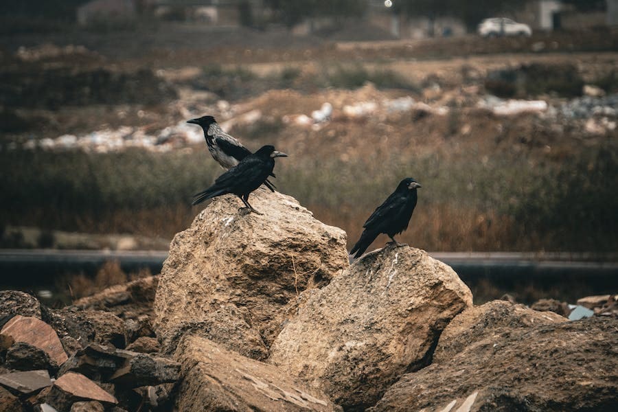 Three Crows Spiritual Meaning (Good Omen?)