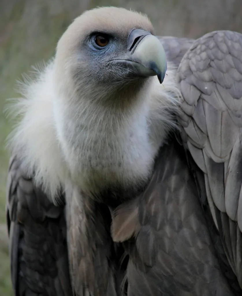 Vulture