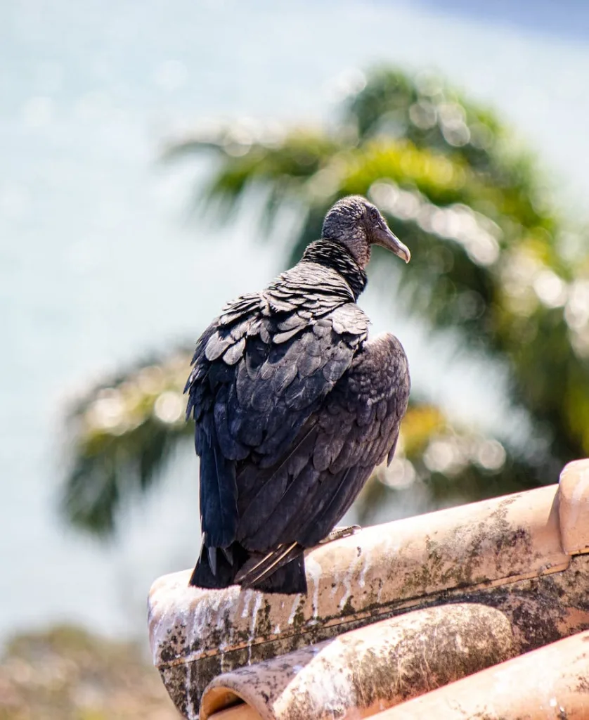 Vulture on a roof