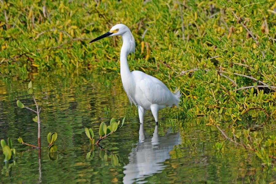 White Crane Spiritual Meaning (6 Divine Messages)