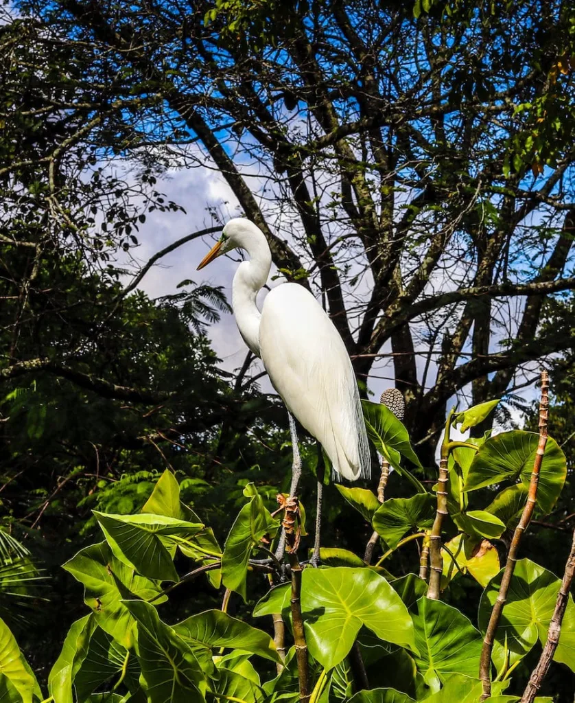 White Crane Spiritual Meaning