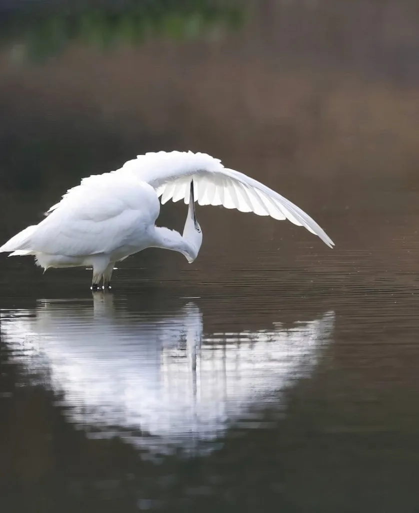 White Egret