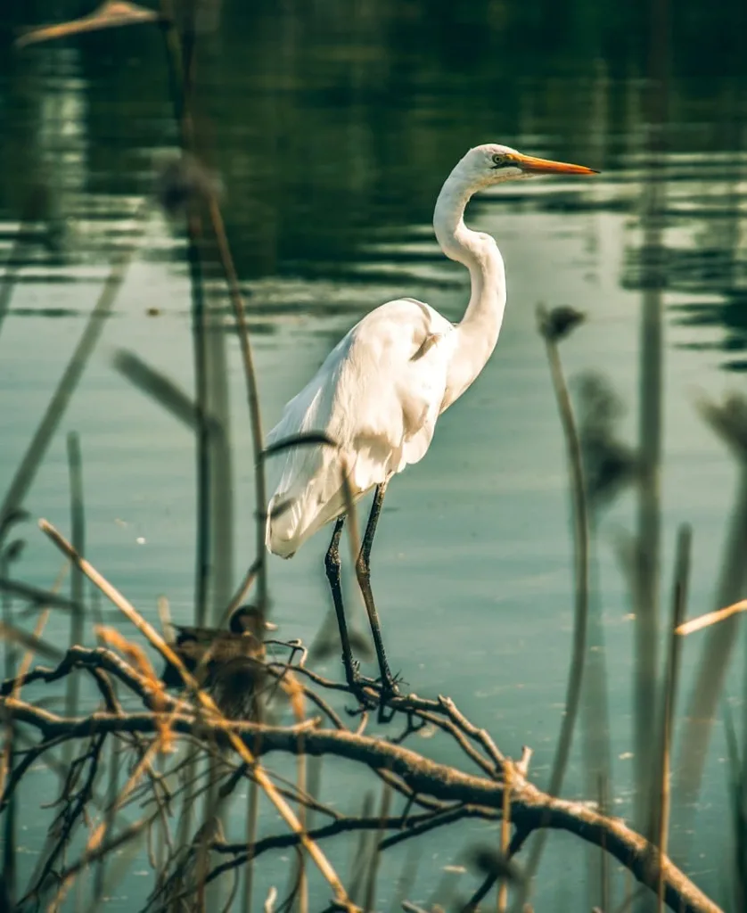 White Egret Spiritual Meaning