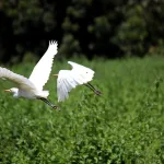 White Egret Spiritual Meaning (Symbolism and Significance)