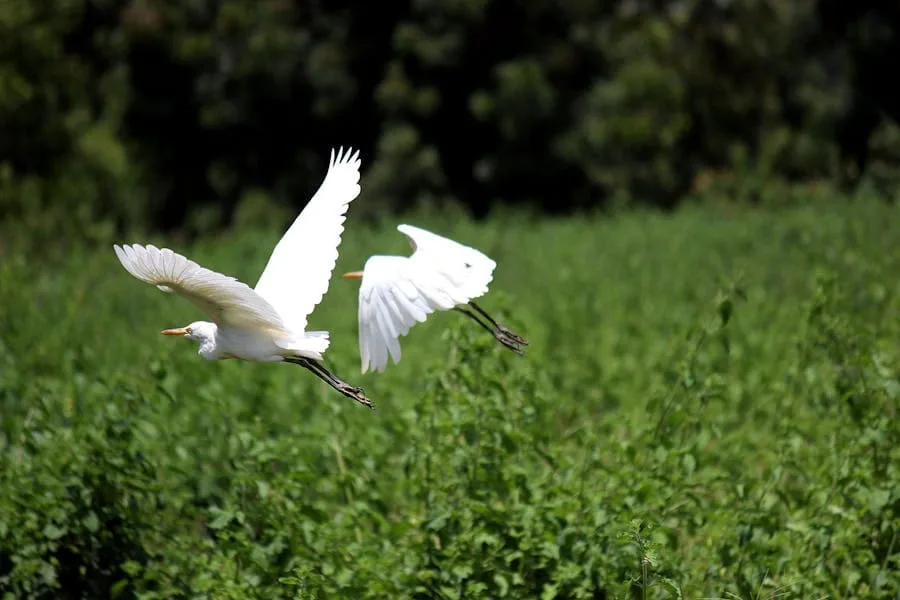 White Egret Spiritual Meaning (Symbolism and Significance)